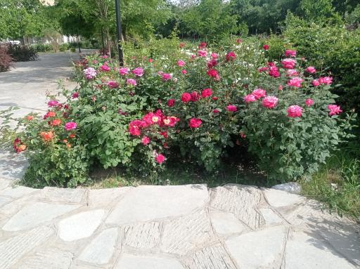 عکس بوستان خطی غنچه