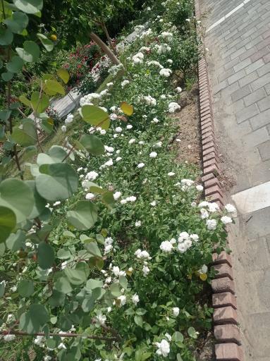 عکس بوستان خطی غنچه