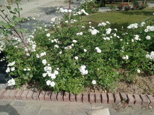 عکس بوستان خطی غنچه