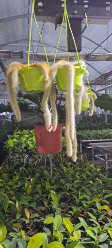 عکس گل خانه پرشین بن سای 