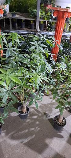 عکس گل خانه پرشین بن سای 