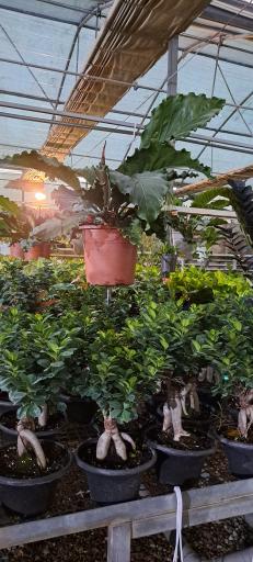 عکس گل خانه پرشین بن سای 