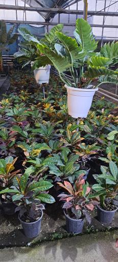 عکس گل خانه پرشین بن سای 