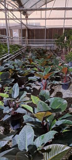 عکس گل خانه پرشین بن سای 