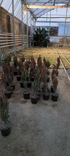 عکس گل خانه پرشین بن سای 