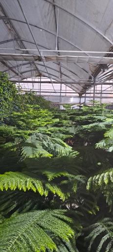 عکس گل خانه پرشین بن سای 