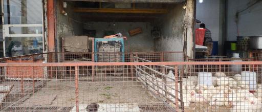 عکس مرغ زنده برادران