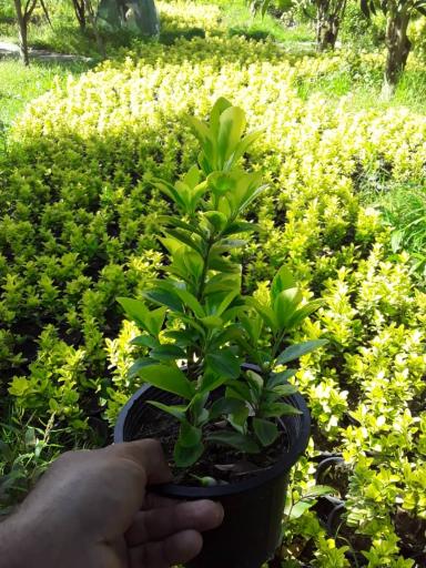 عکس فروشگاه نهالستان و چمن مصنوعی جهان (شعبه رودهن)