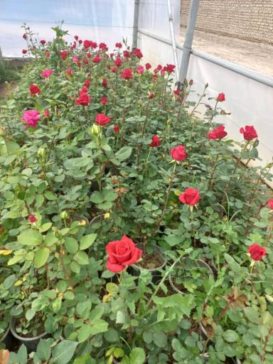 عکس فروشگاه نهالستان و چمن مصنوعی جهان (شعبه رودهن)