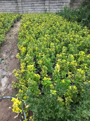 عکس فروشگاه نهالستان و چمن مصنوعی جهان (شعبه رودهن)