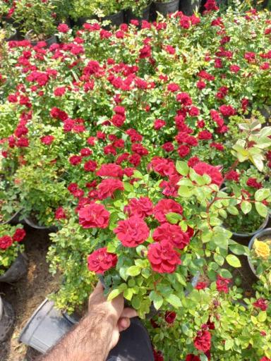 عکس فروشگاه نهالستان و چمن مصنوعی جهان (شعبه رودهن)