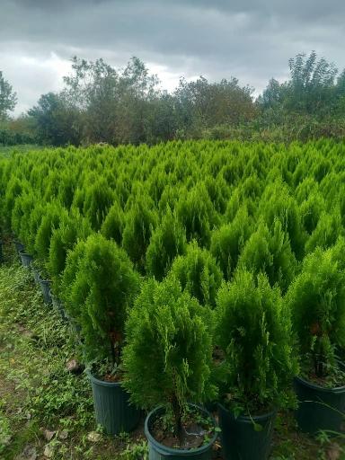 عکس فروشگاه نهالستان و چمن مصنوعی جهان (شعبه رودهن)