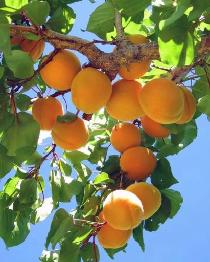 عکس فروشگاه نهالستان و چمن مصنوعی جهان (شعبه رودهن)