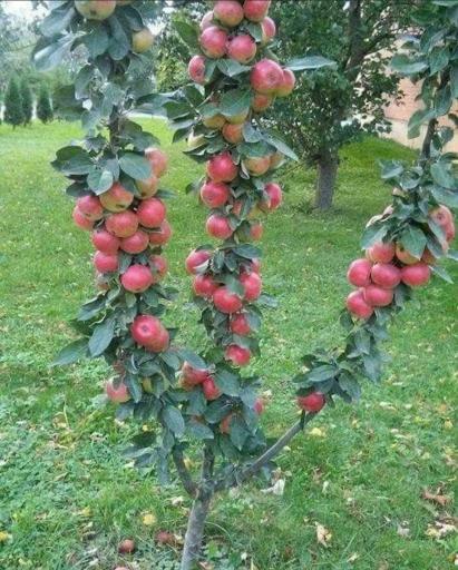 عکس فروشگاه نهالستان و چمن مصنوعی جهان (شعبه رودهن)