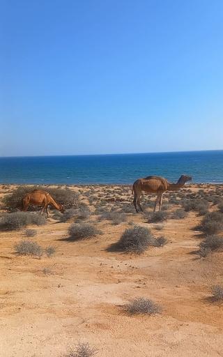 عکس ساحل عروسان نقاشه