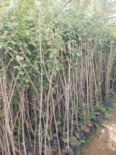 عکس فروشگاه نهالستان و چمن مصنوعی جهان (شعبه رودهن)