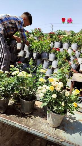 عکس فروشگاه نهالستان و چمن مصنوعی جهان (شعبه رودهن)