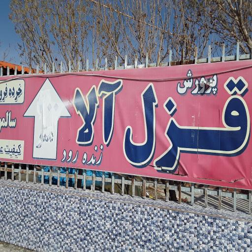 عکس پرورش ماهی زنده رود (علیرضایی)