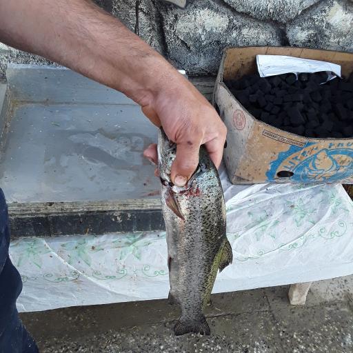 عکس پرورش ماهی زنده رود (علیرضایی)