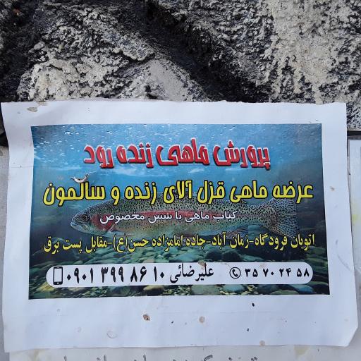 عکس پرورش ماهی زنده رود (علیرضایی)