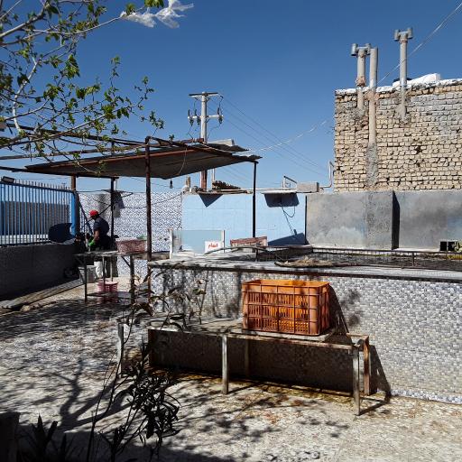 عکس پرورش ماهی زنده رود (علیرضایی)