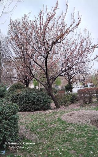 عکس بوستان غدیر