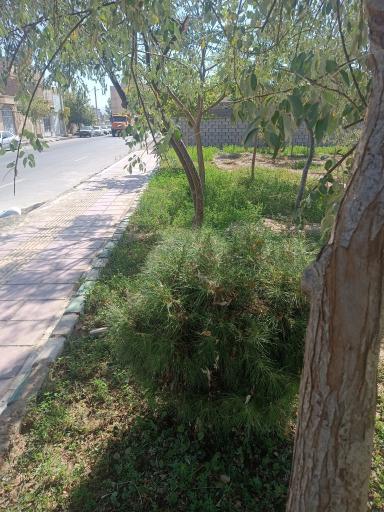 عکس پارک شهرکی