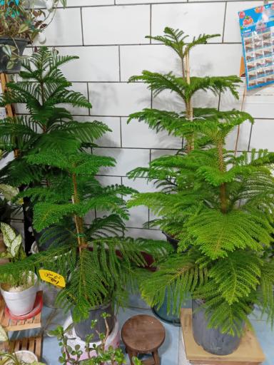 عکس گل فروشی شقایق قنبری