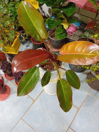 عکس گل فروشی شقایق قنبری