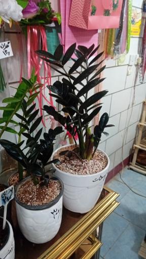 عکس گل فروشی شقایق قنبری