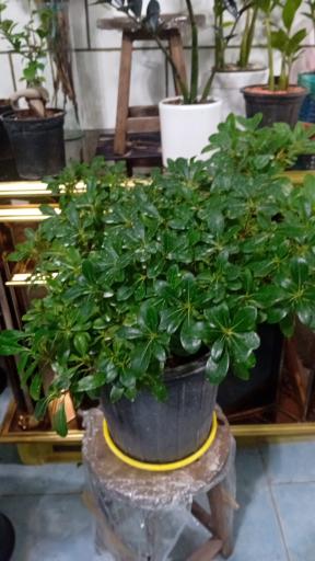 عکس گل فروشی شقایق قنبری