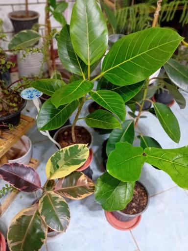 عکس گل فروشی شقایق قنبری