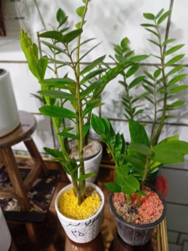 عکس گل فروشی شقایق قنبری