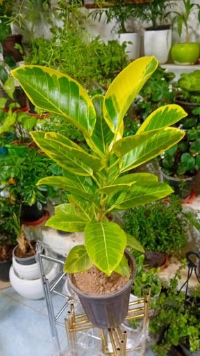 عکس گل فروشی شقایق قنبری