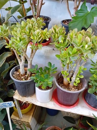 عکس گل فروشی شقایق قنبری