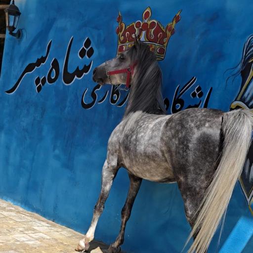 عکس باشگاه سوارکاری شاه پسر