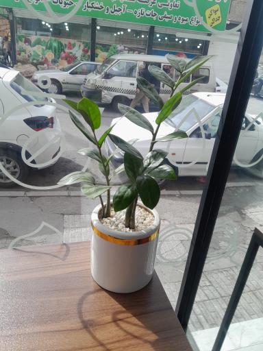 عکس قهوه لیو