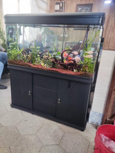 عکس آکواریوم نمو