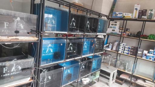 عکس آکواریوم ماهی زینتی آرامش