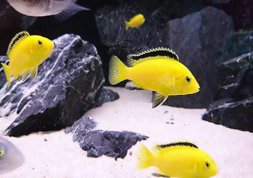 عکس آکواریوم ماهی زینتی آرامش