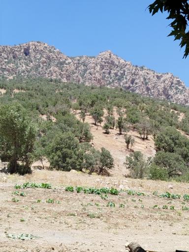 عکس شول آباد