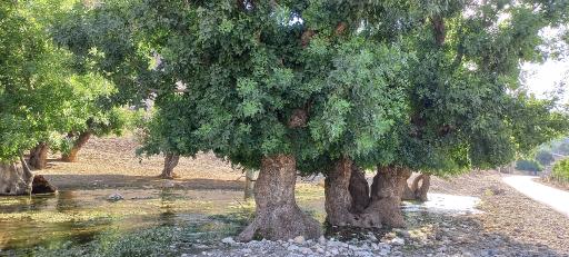 عکس شول آباد