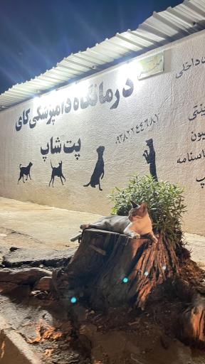 عکس كلينيك دامپزشكي كاي
