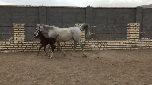 عکس باشگاه سوارکاری و پرورش اسب همای