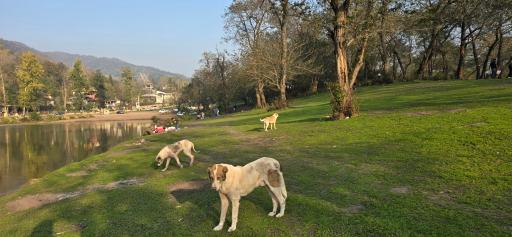 عکس دریاچه حلیمه جان