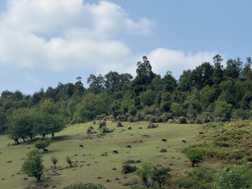 عکس دریاچه حلیمه جان