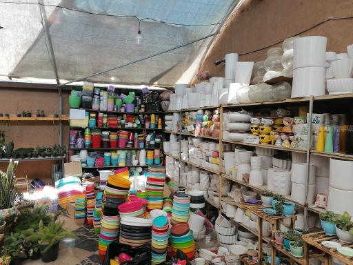 عکس گلخانه ژمینو کاکتوس