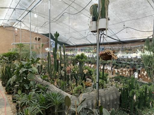 عکس گلخانه ژمینو کاکتوس