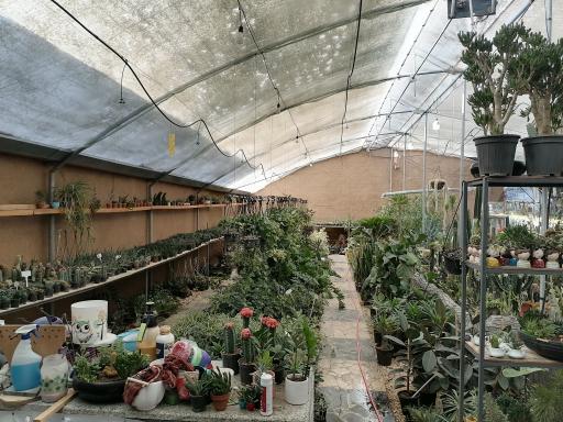 عکس گلخانه ژمینو کاکتوس