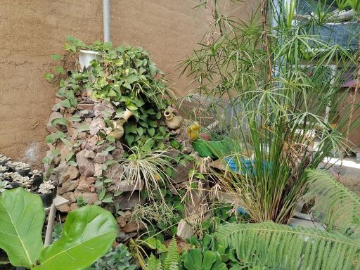 عکس گلخانه ژمینو کاکتوس